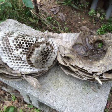 Paper Wasp Nest - Jamestown TN