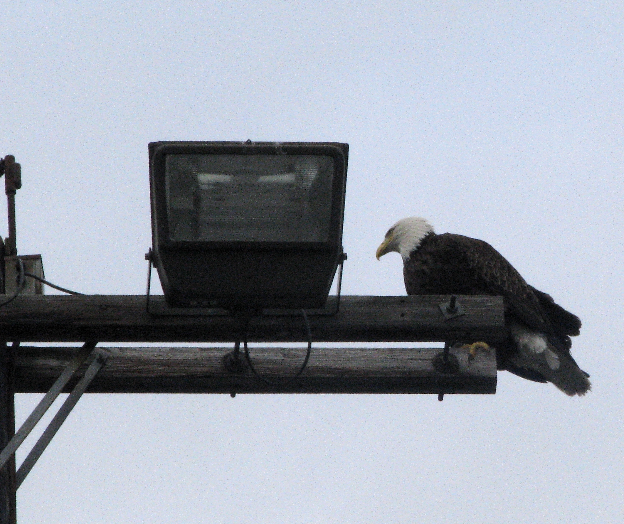 Bald Eagle - Seward AK
