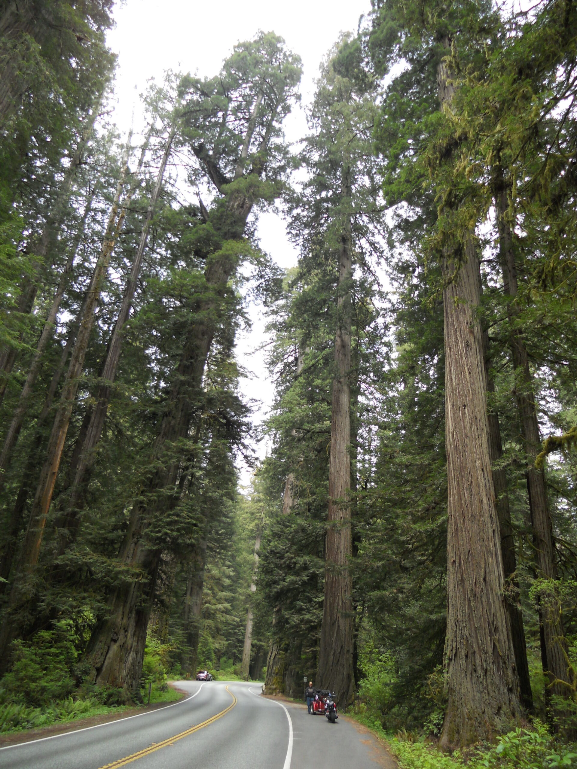 Riding through the Redwoods - CA