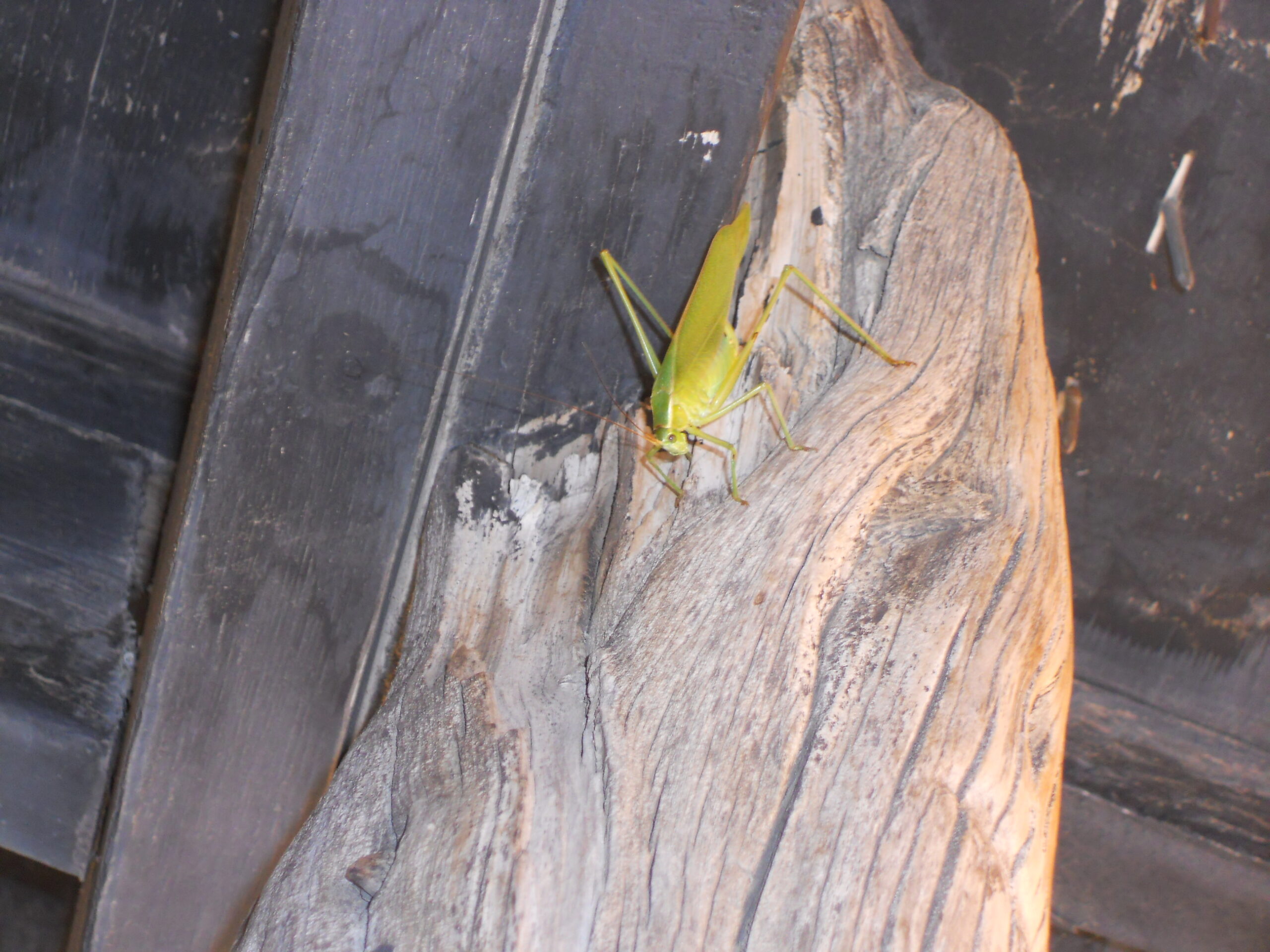 A grasshopper - Wall SD