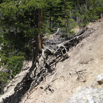 Hard Scrabble Tree Life - Yellowstone Natl Park