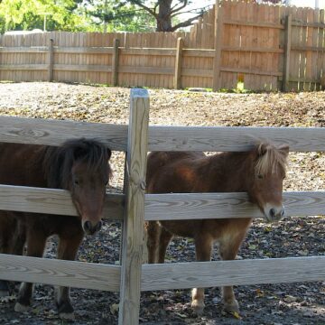 Ponies at the KOA in Greenfield IN