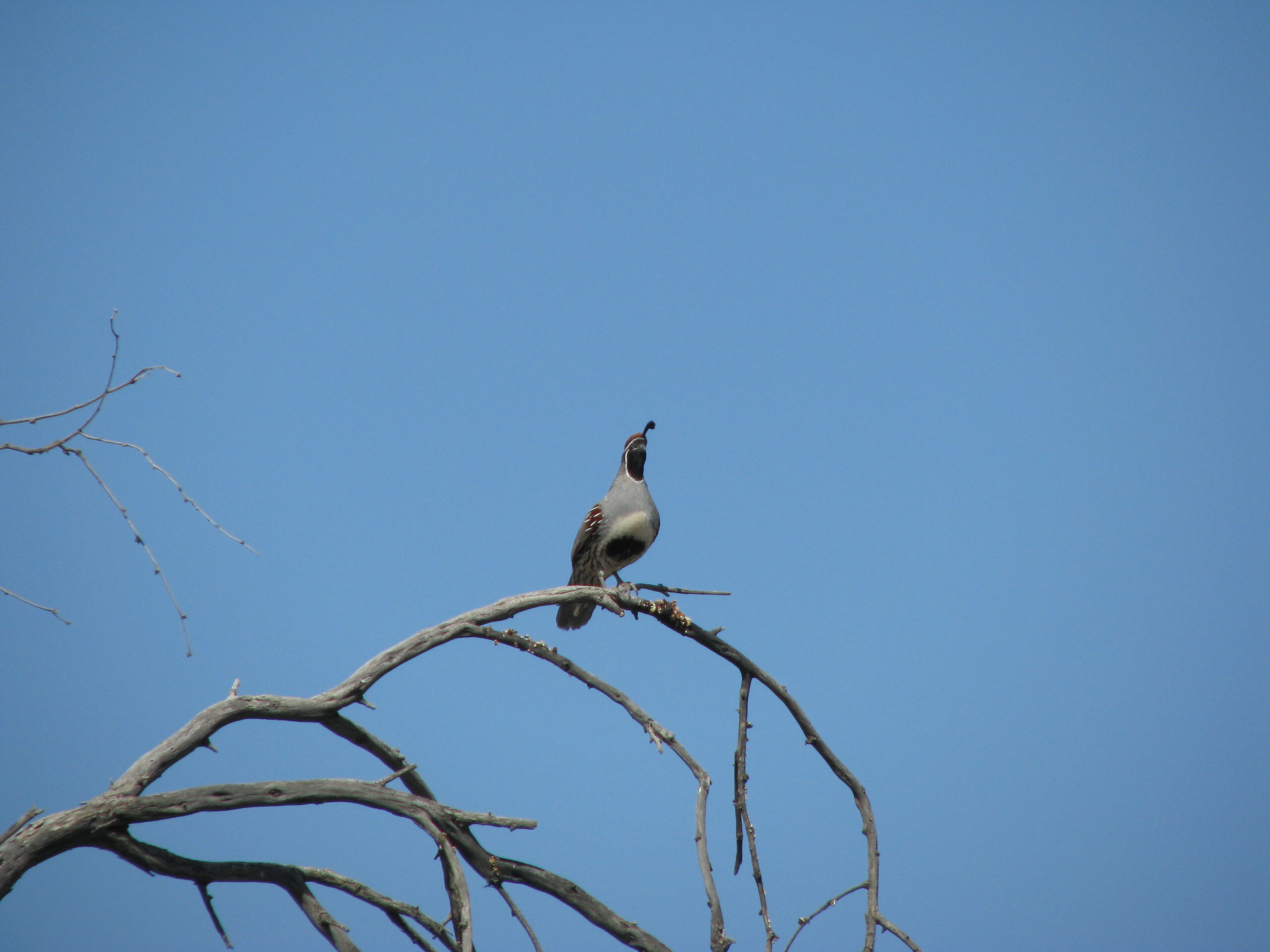 Gambel's Quail - Tuscon AZ