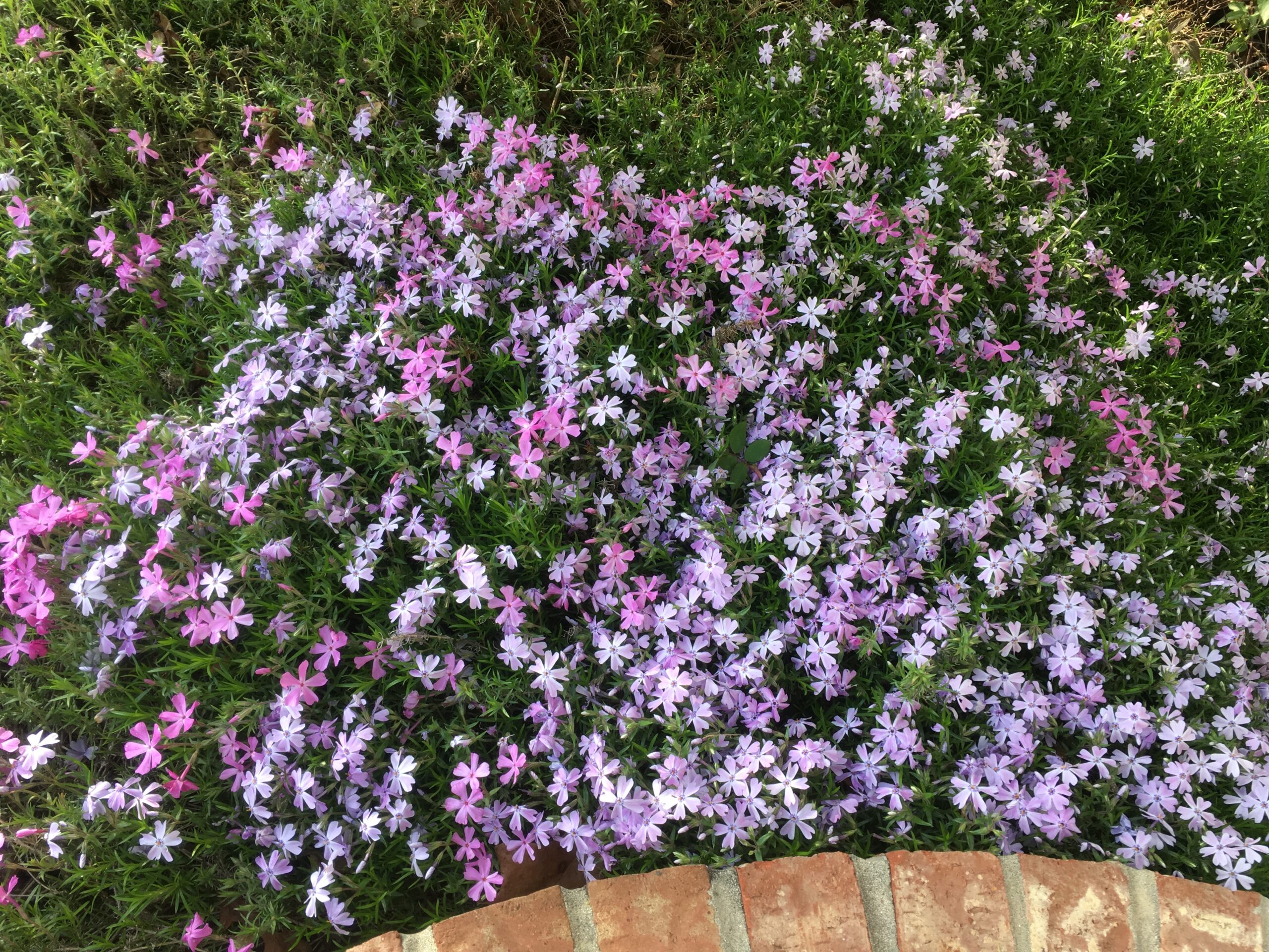 Carpet of Phlox - Clarkrange TN