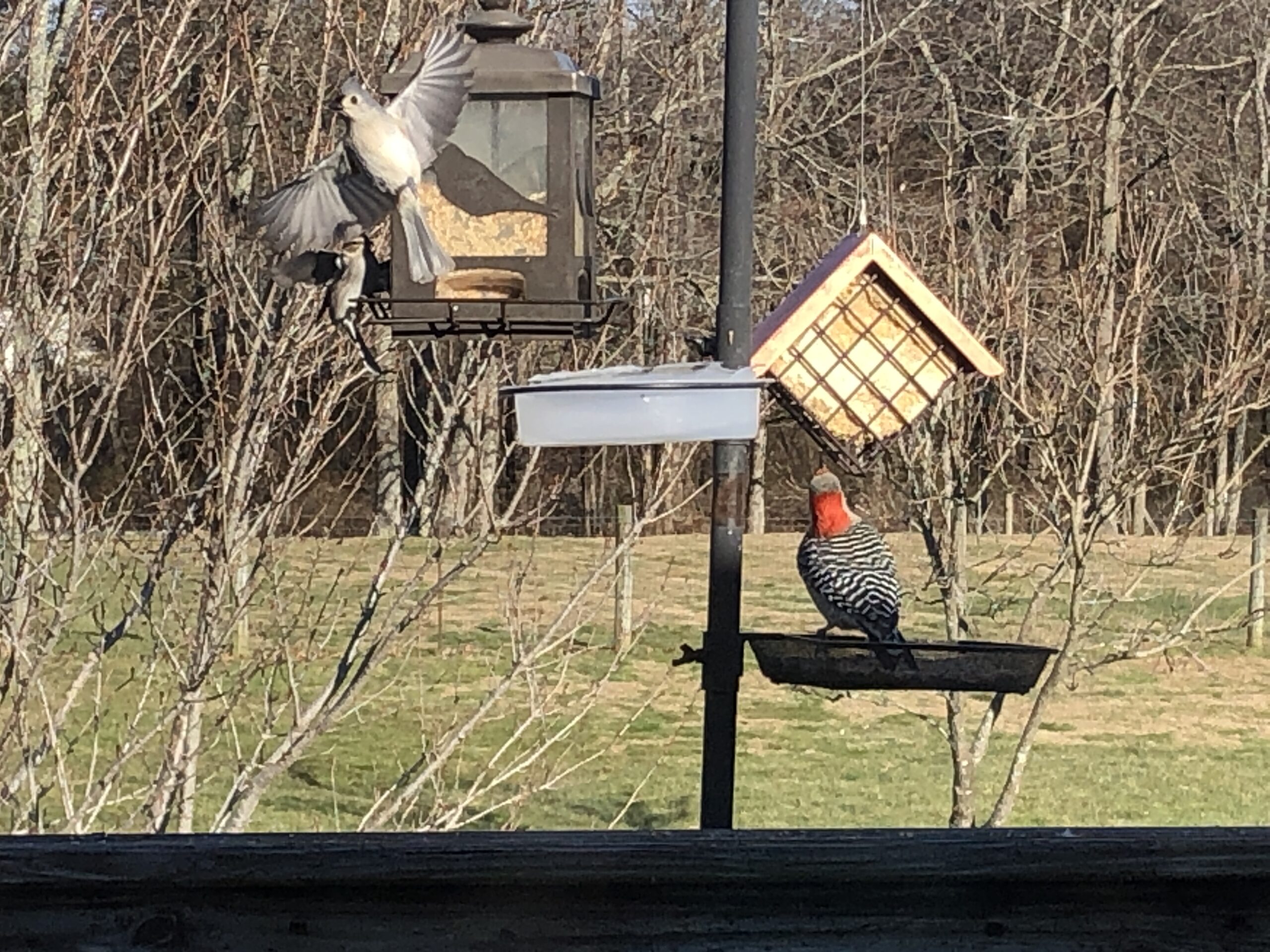 Birds at the Feeder - Clarkrange TN