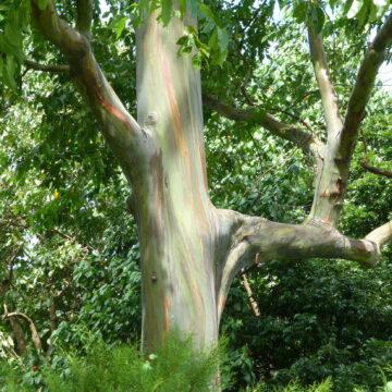 Rainbow Eucalyptus Tree - Grenada