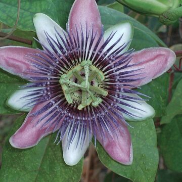 Amethyst Passion Flower - FL