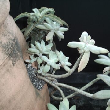 Succulents - Florida