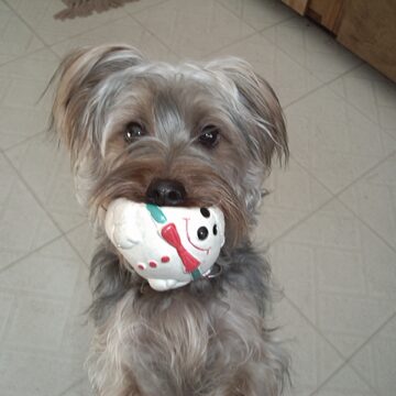 Dundee, my Australian Silky Terrier holding his favorite toy, Snowball