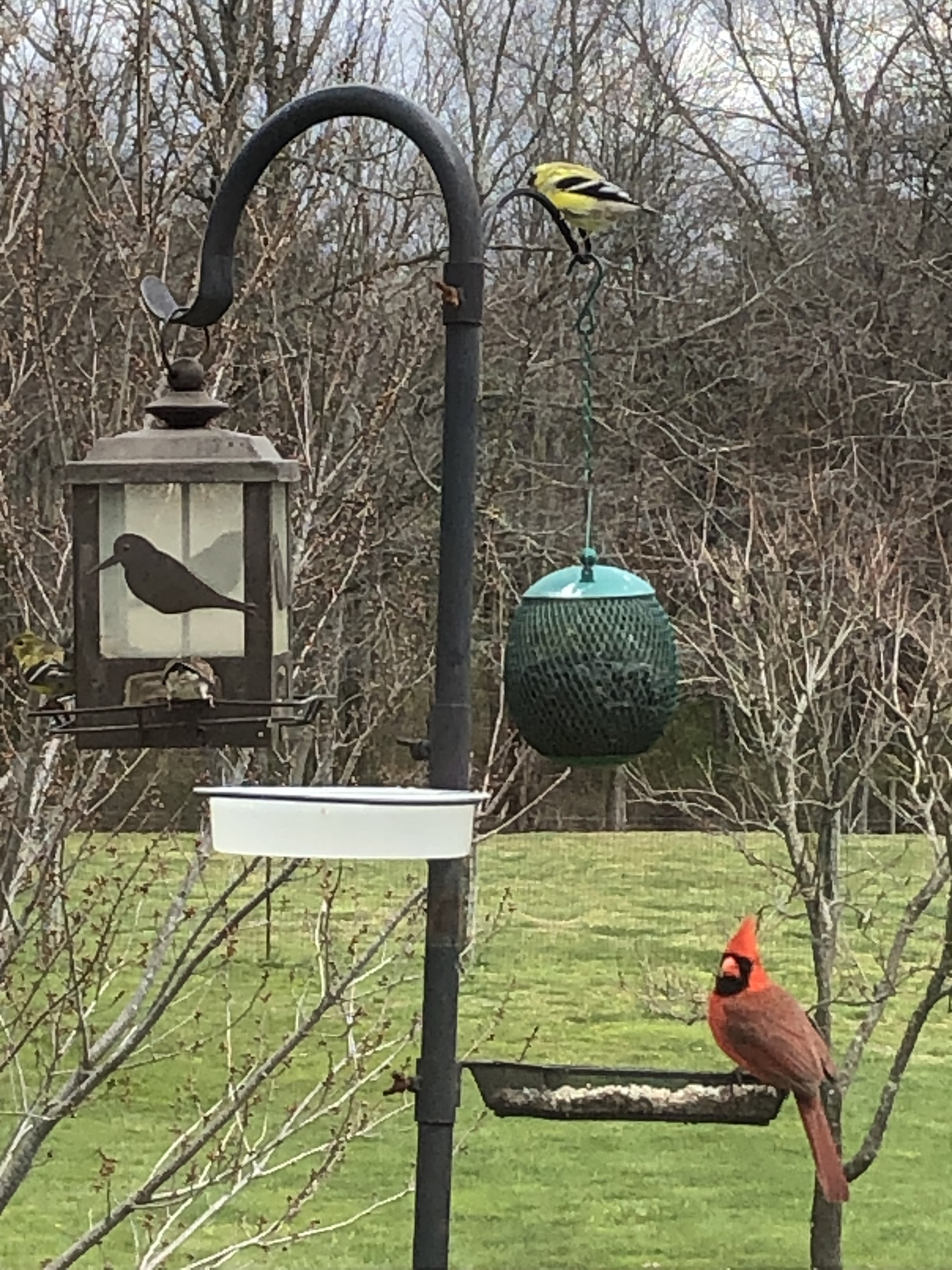 Cardinal & Goldfinch - Clarkrange TN