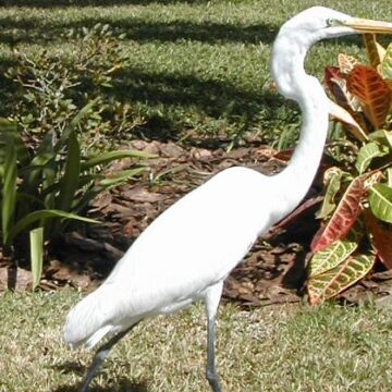 Great Egret - Holiday FL