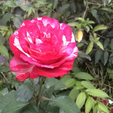 Ecuadorian rose - Vilcabamba EC