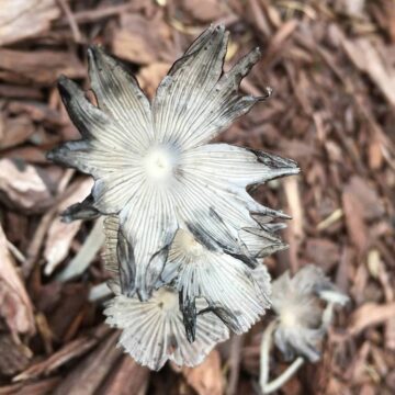 Inky Cap Mushroom - Clarkrange TN