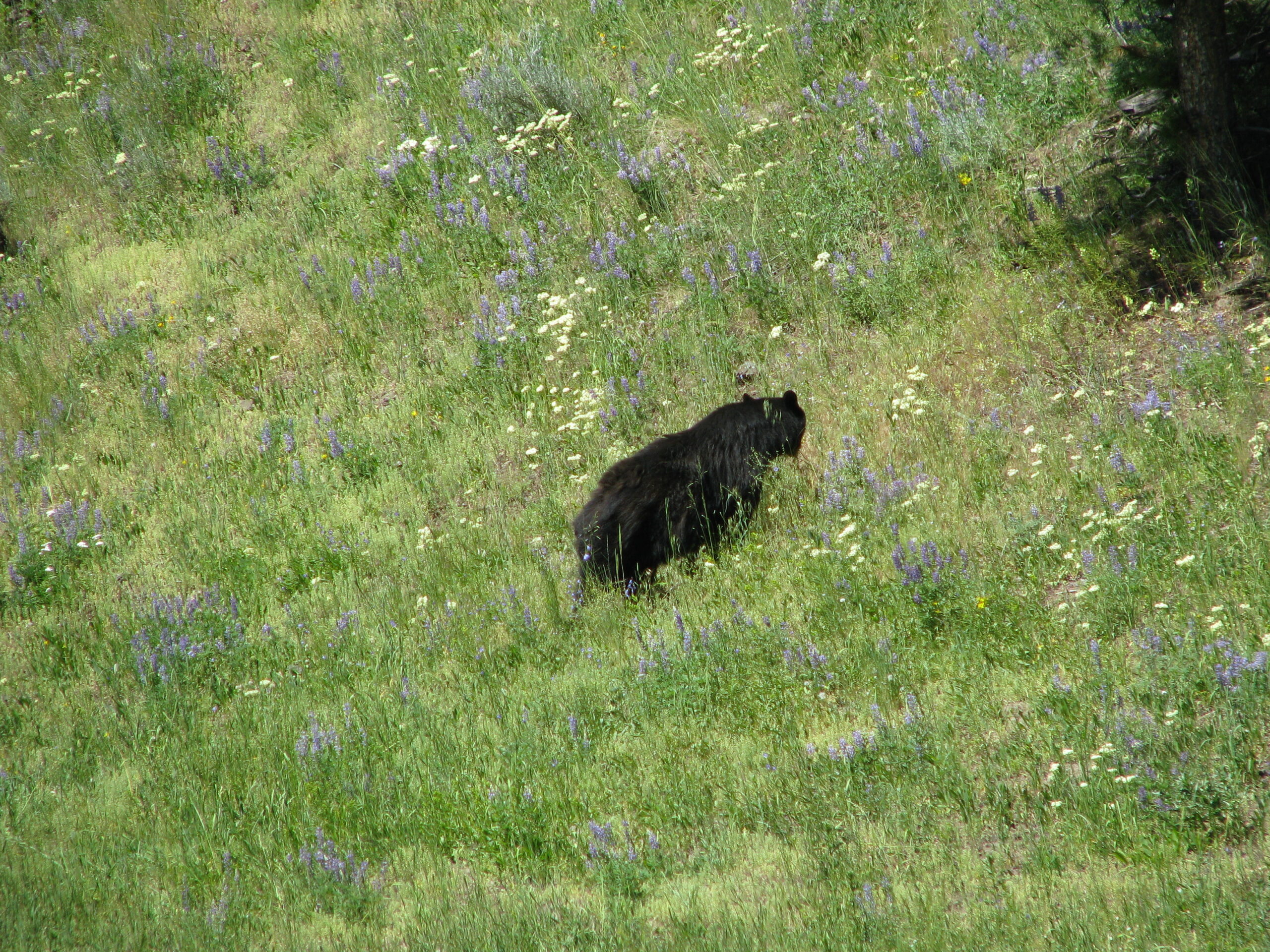 Black bear in Yellowstone National Park