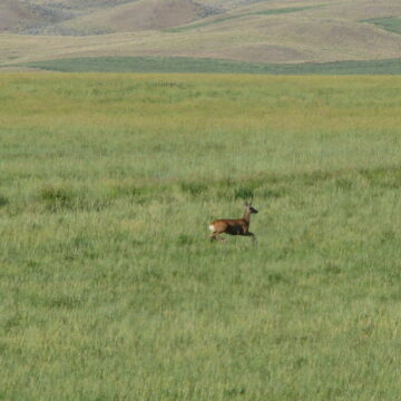 Deer - White Sulphur Springs MT