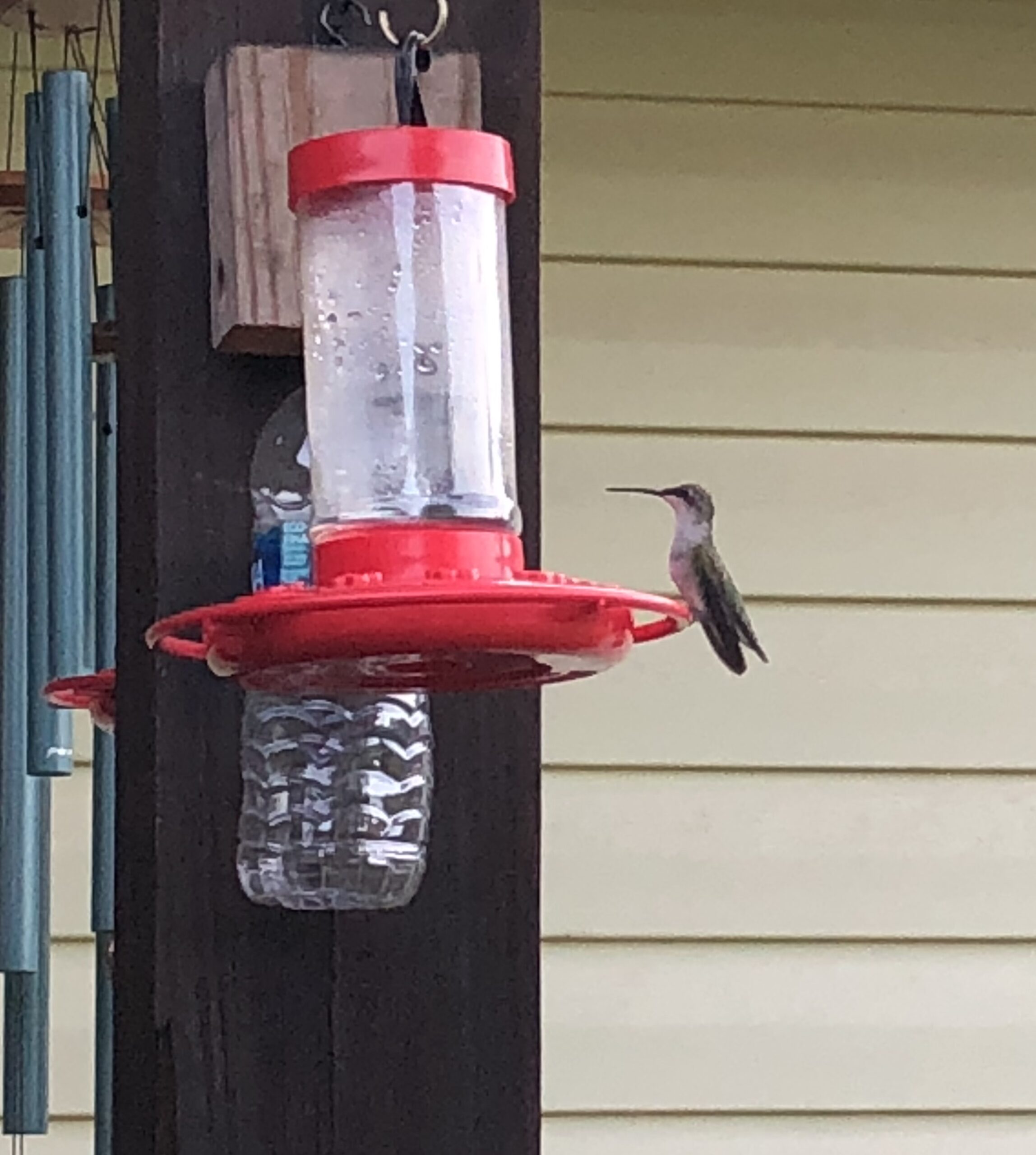 Hummingbirds - Clarkrange TN