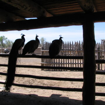 Peafowl - Bent's Fort CO