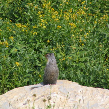 Columbian Ground Squirrel - Glacier national Park