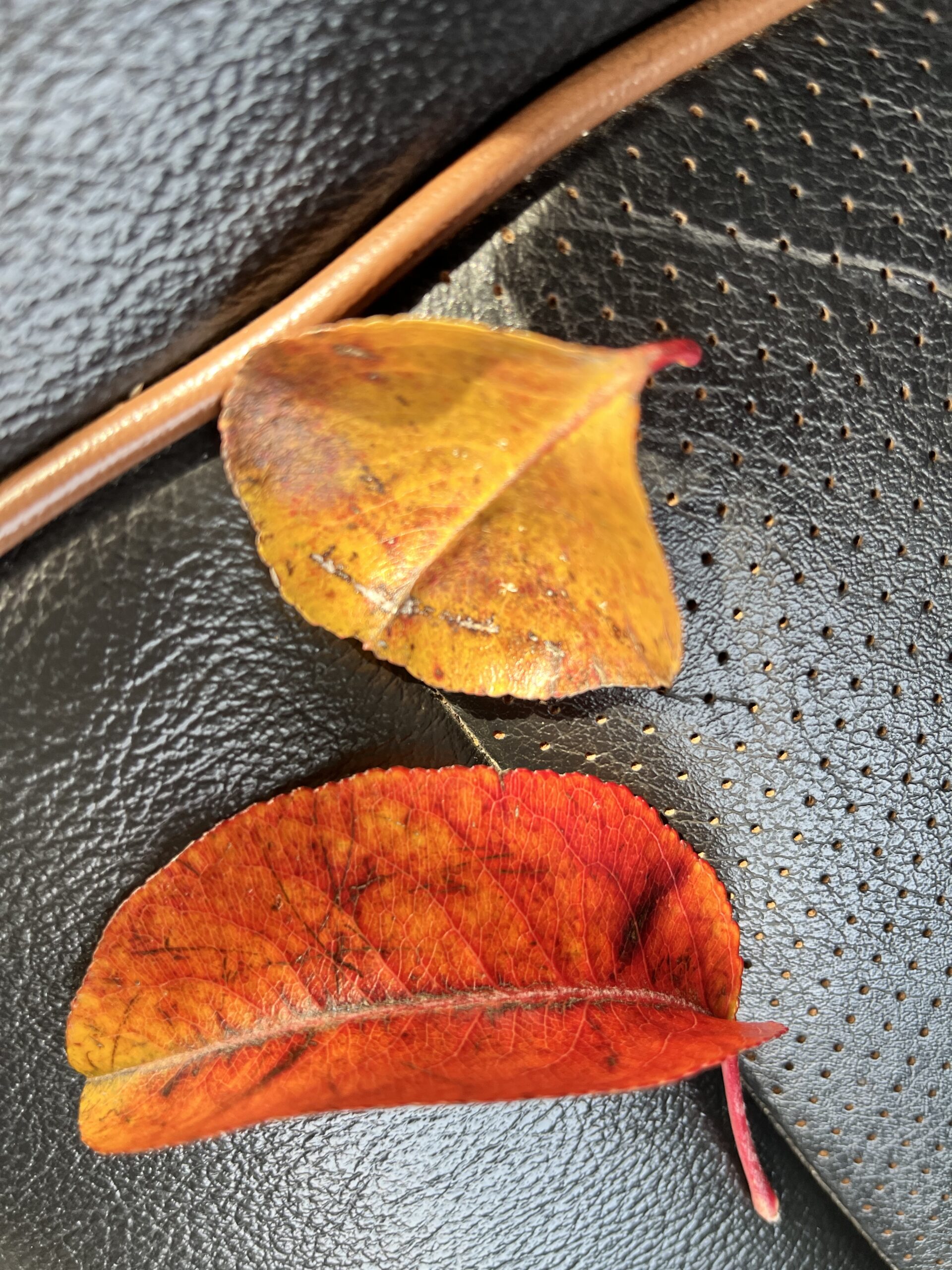 Fall leaves on car seat - Clarkrange TN
