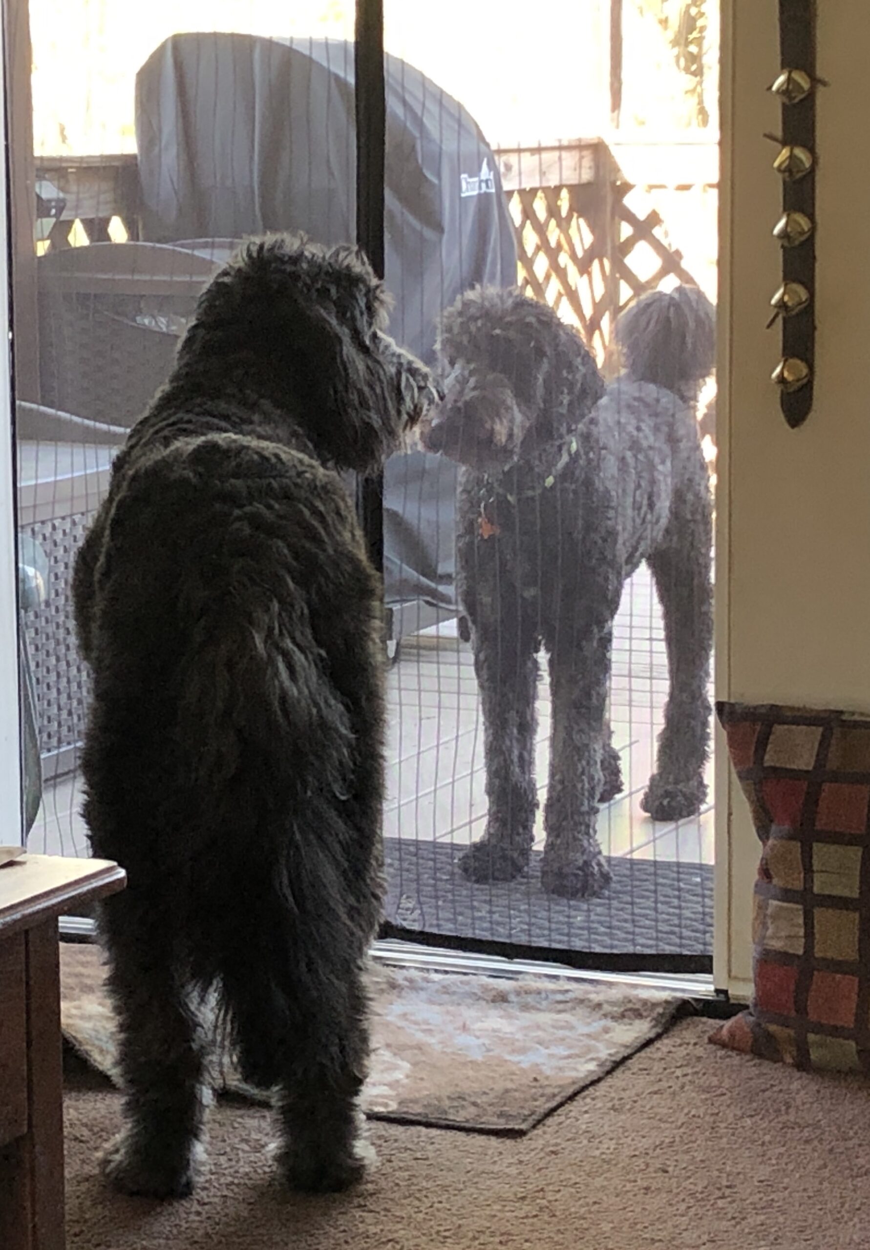 Cooper and Murphy - not twin goldendoodles
