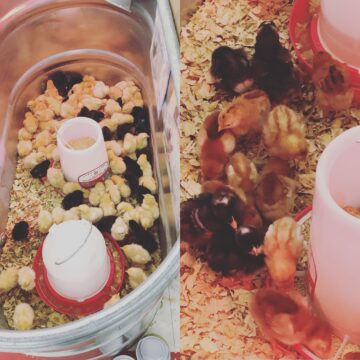 Spring Peeps - Tractor Supply Jamestown TN