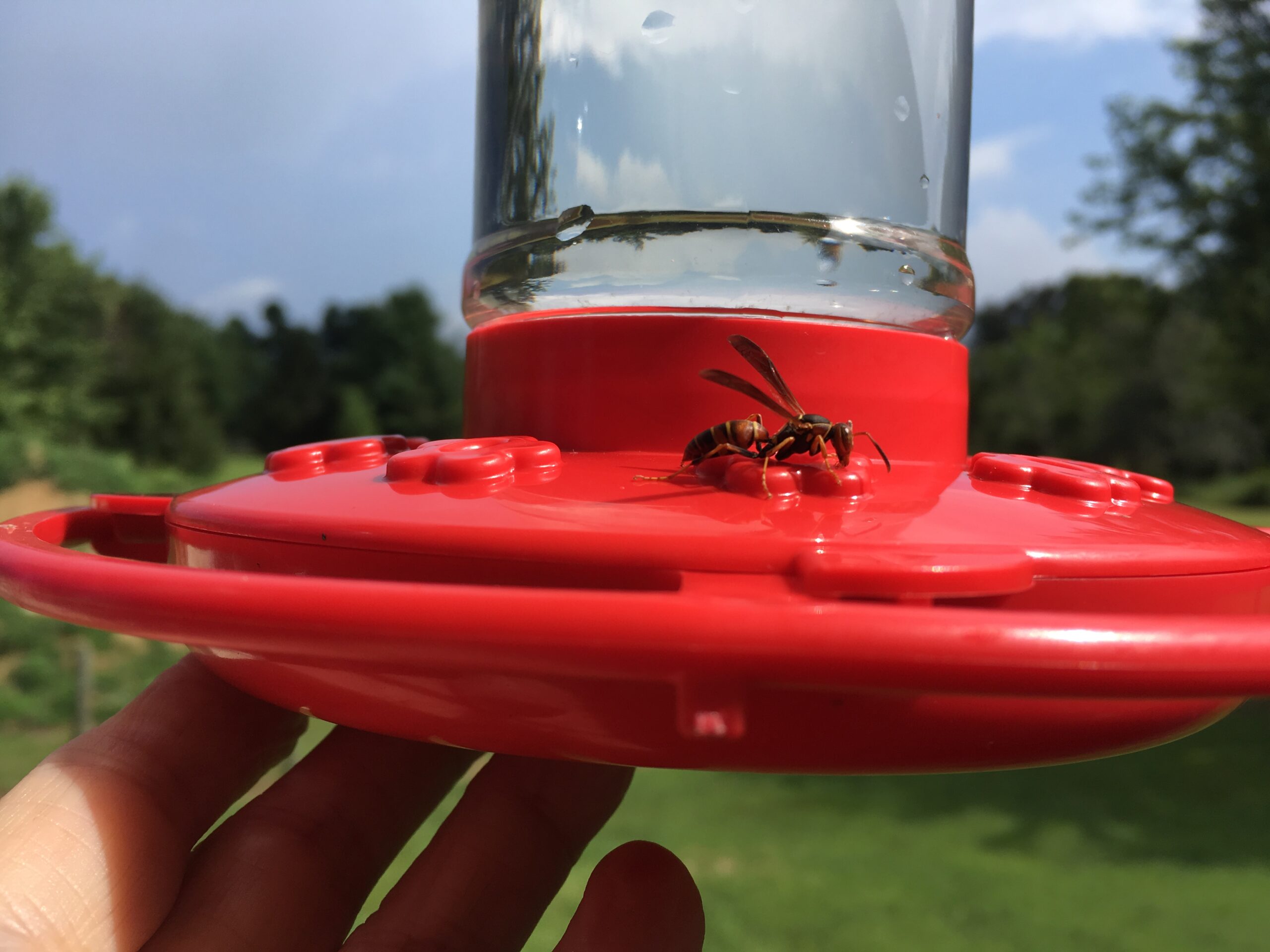Hornet or Wasp on hummingbird feeder - Clarkrange TN