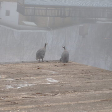 Guinea hens in fog - Hollister MO