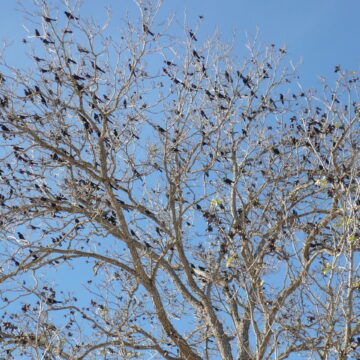 Blackbirds in a tree - Luling TX
