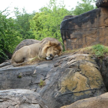 Sleeping Lion - Animal Kingdom, Walt Disney World FL
