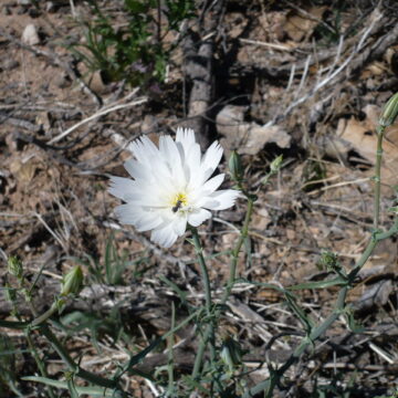 Desert flower with a bee - Quartzsite AZ