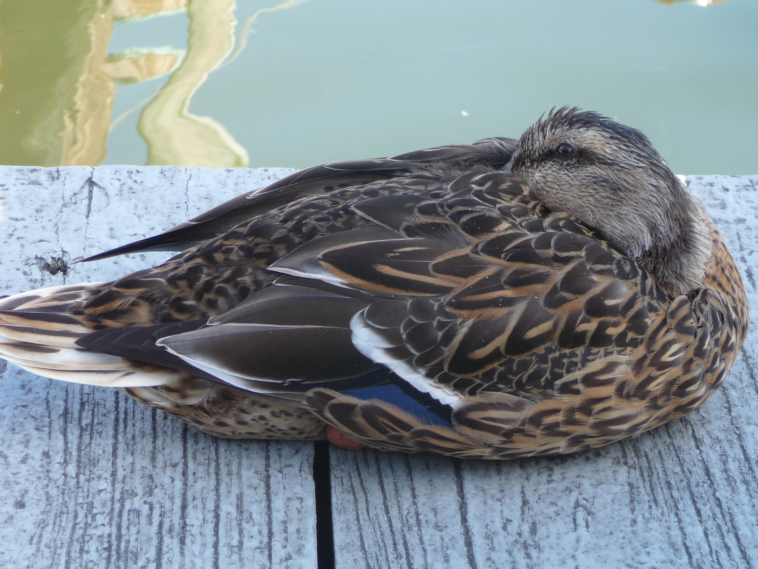 Female mallard duck, St Michaels MD