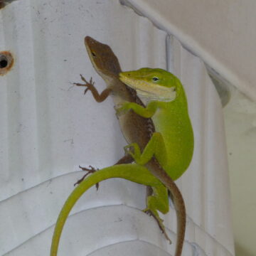 Lizard love - Covington LA