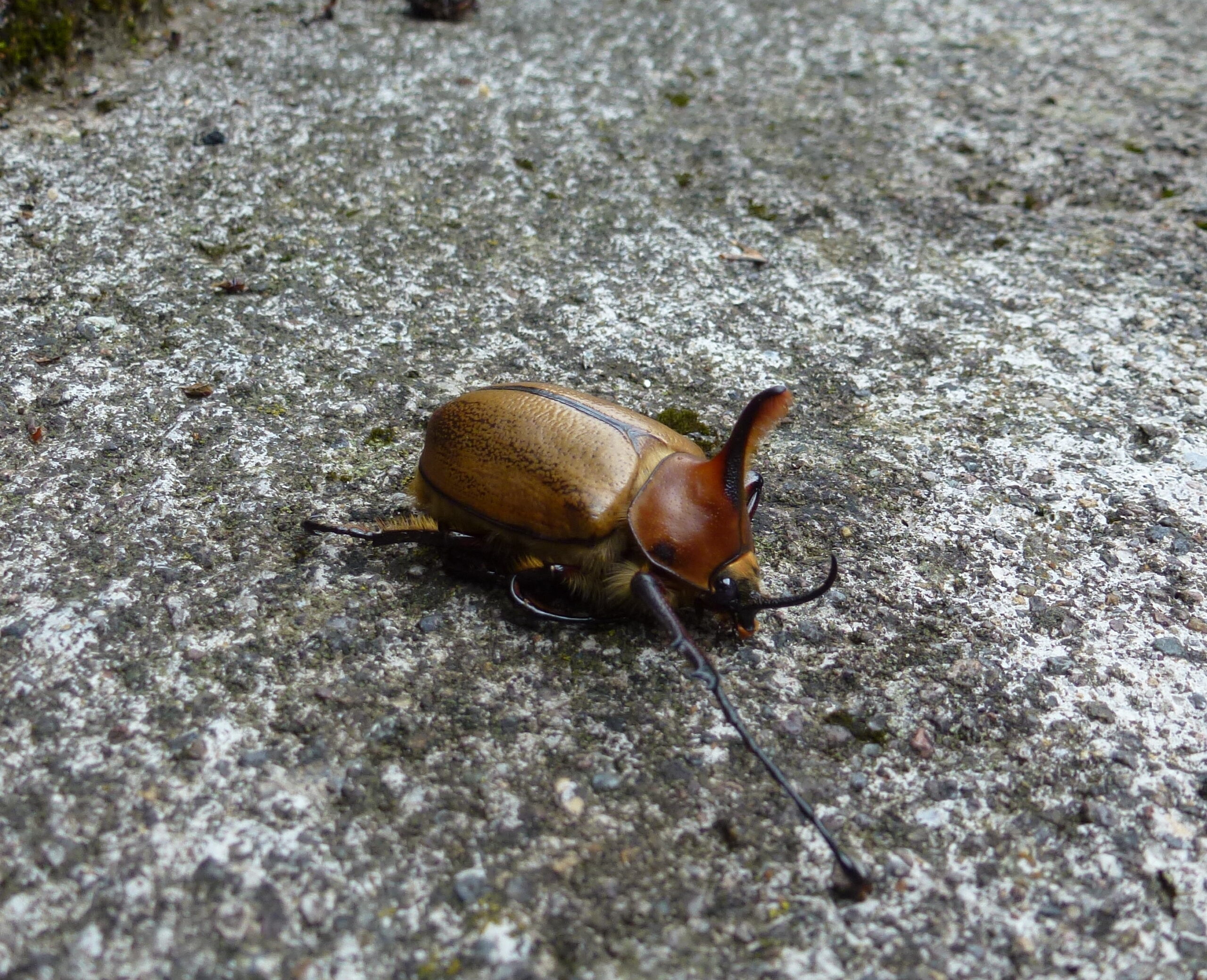 Unidentified beetle - Biblion Ecuador