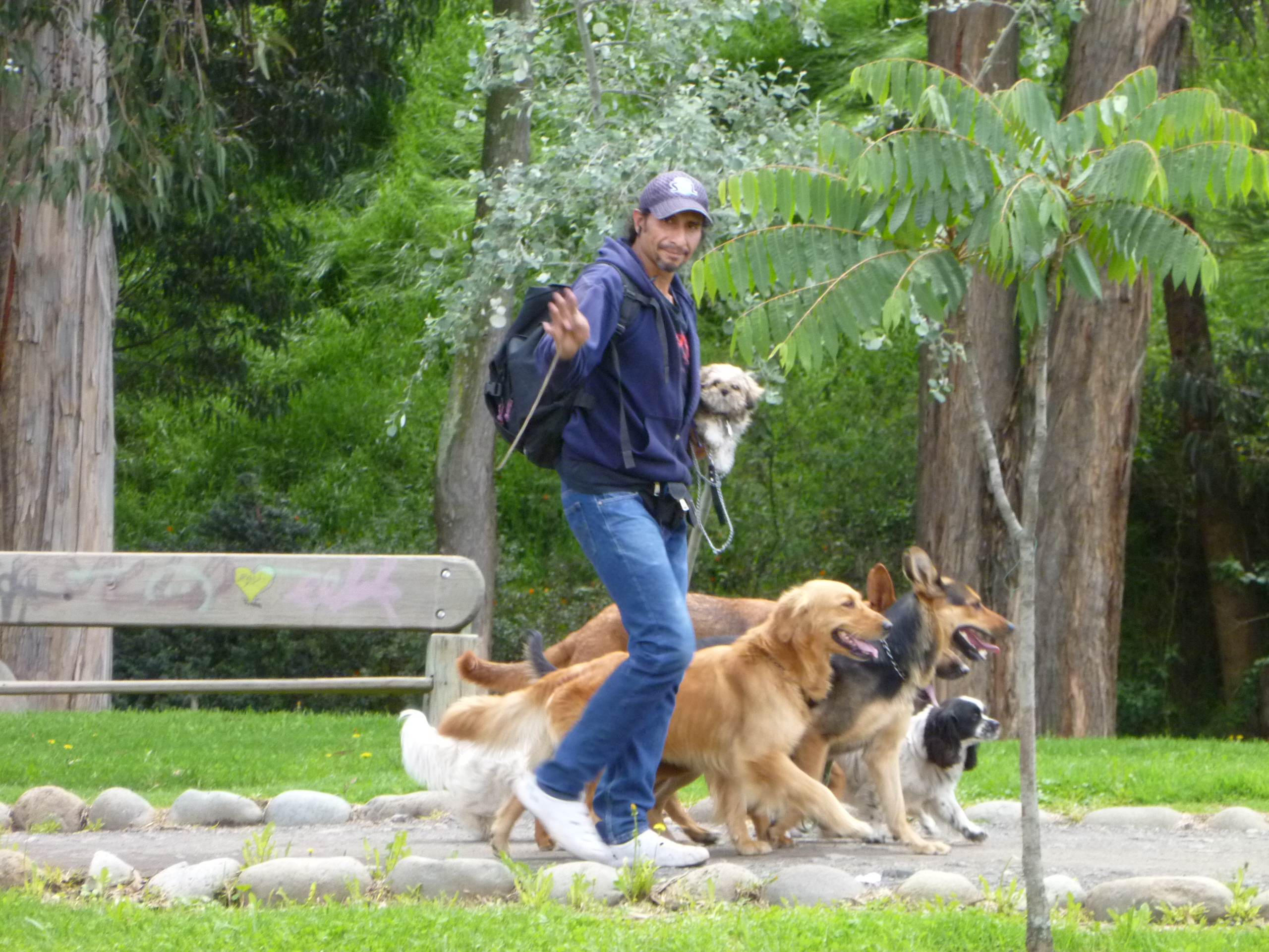 Dog Walker - Cuenca Ecuador
