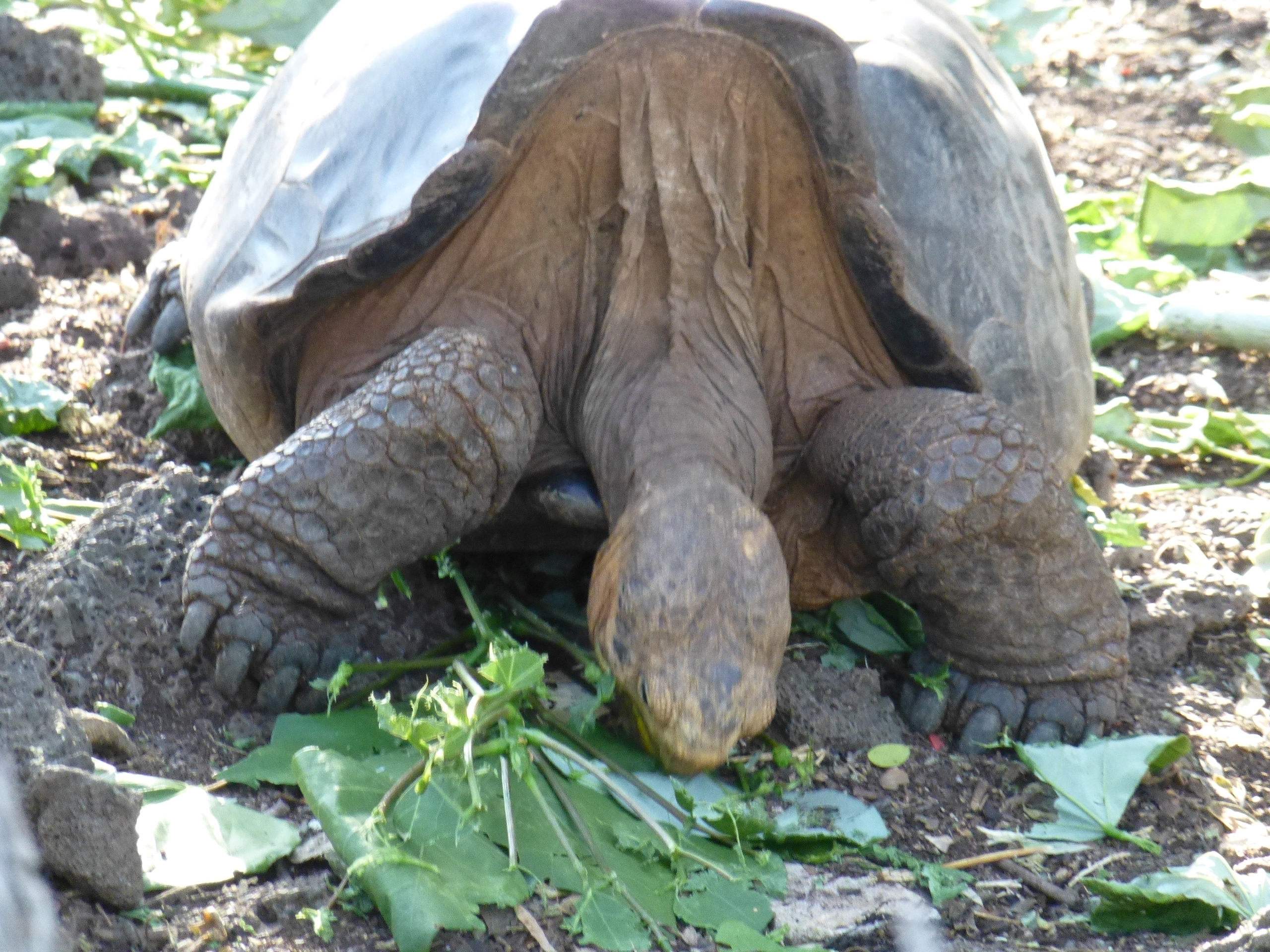 Giant Tortoise Galapagos EC