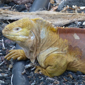 Land Iguana Galapagos EC