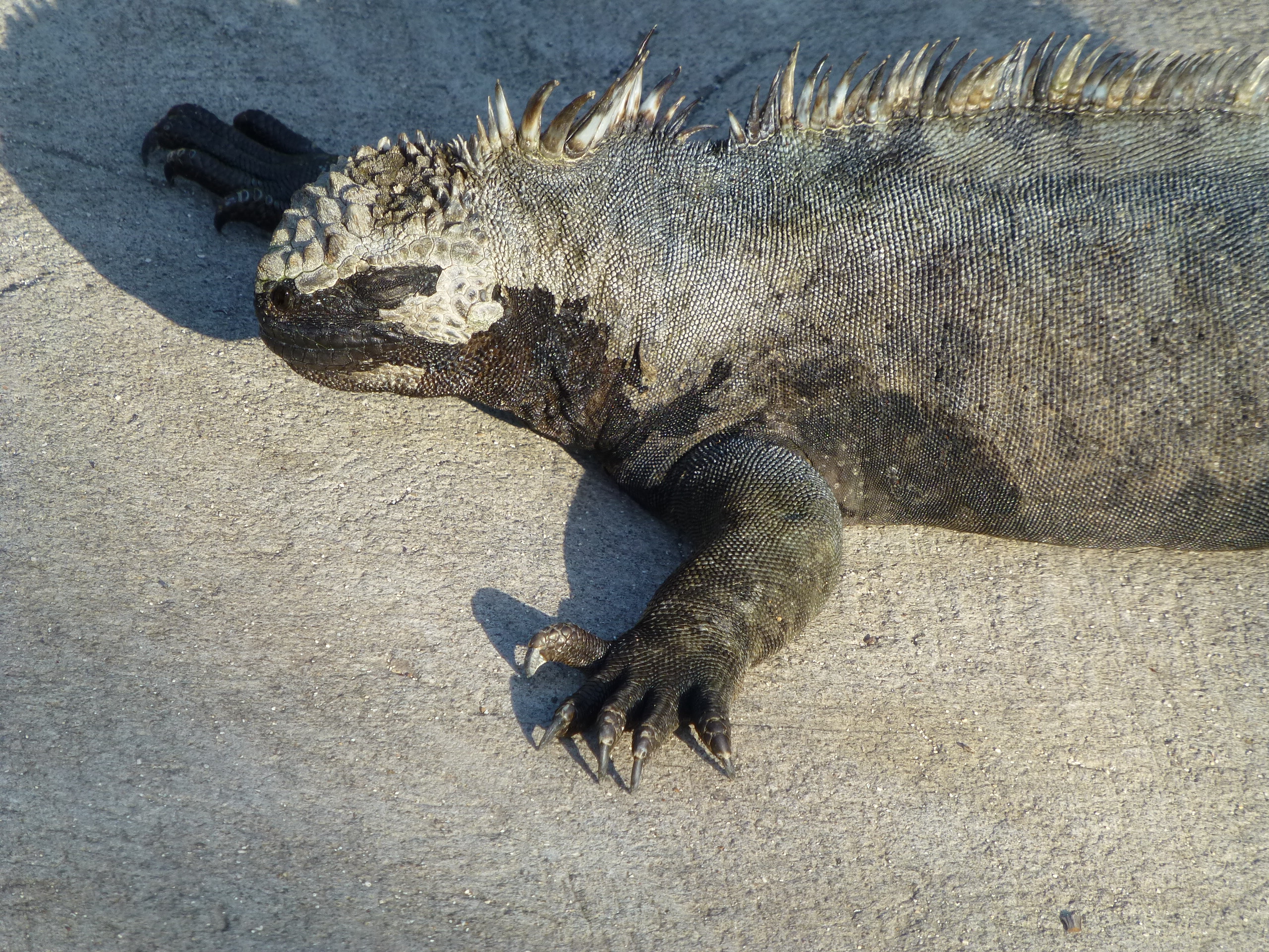 Marine Iguana Galapagos EC