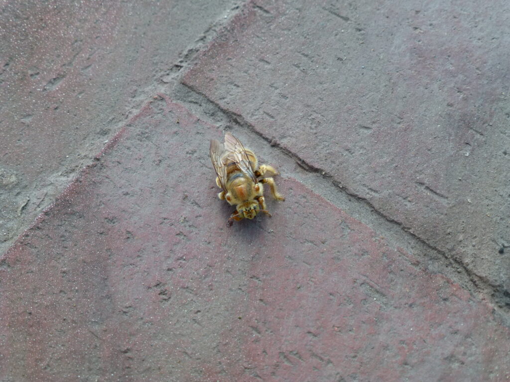 Insect life - Galapagos EC