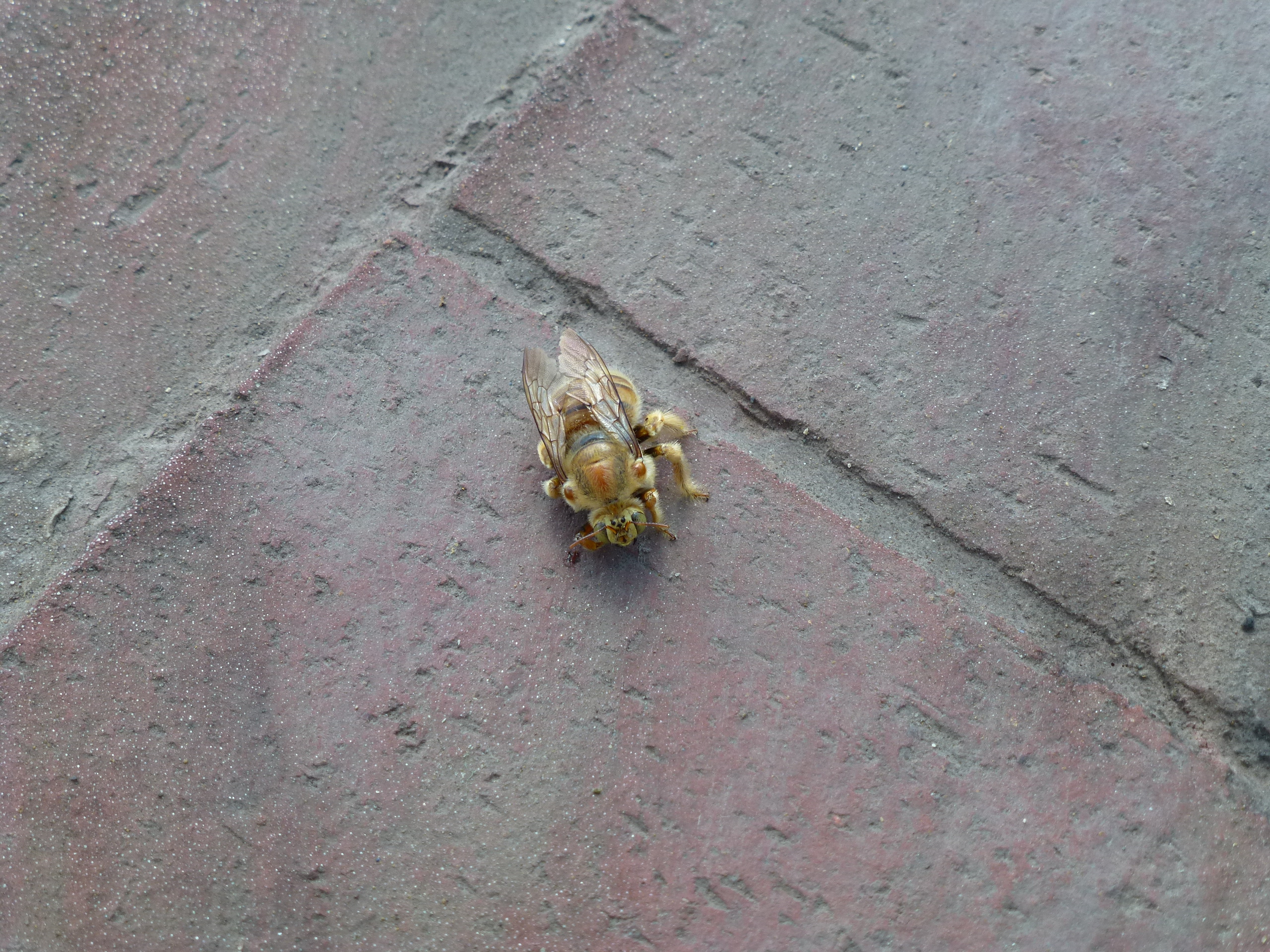 Insect life - Galapagos EC