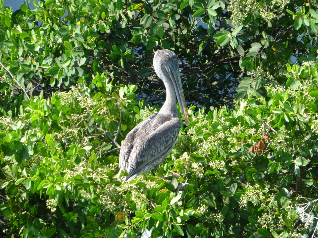 Pelican, Galapagos EC