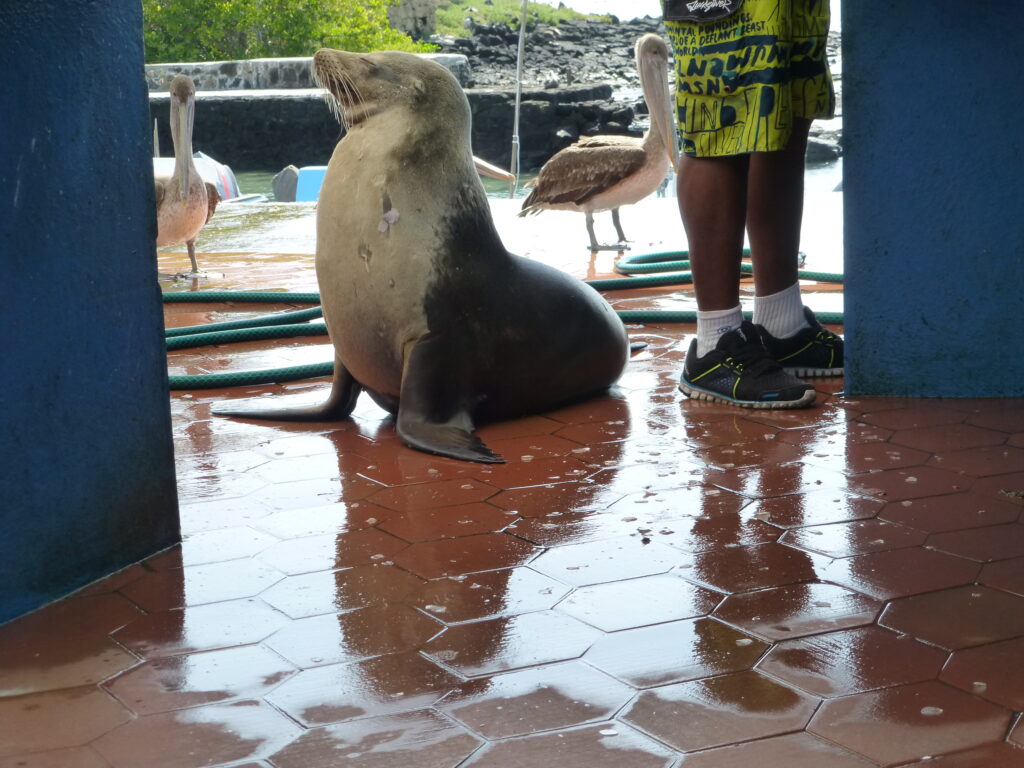 Sea Lion - Galapagos EC