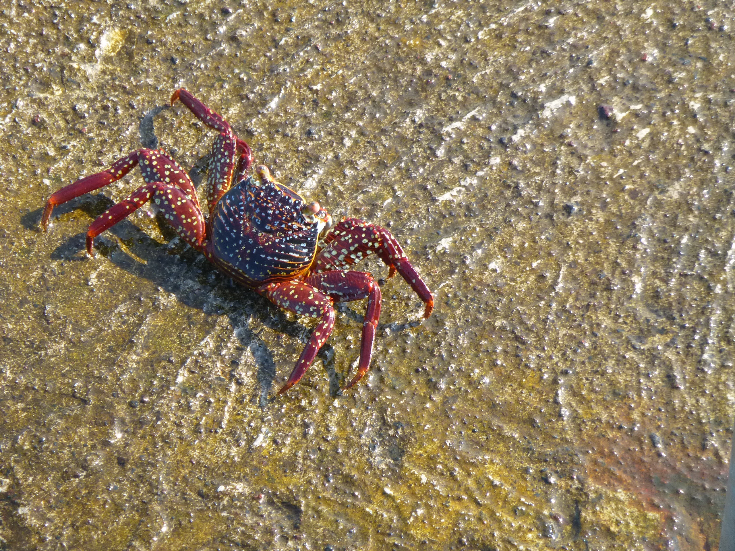 Crab - Galapagos EC